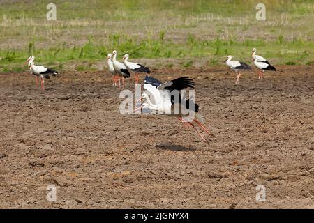 due cicogne da un gregge, volare su su un campo arato. Foto Stock