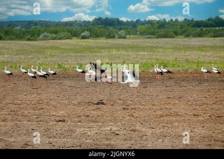 due cicogne da un gregge, volare su su un campo arato. Foto Stock