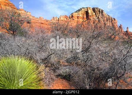 Sagebrush, (Artemisia tridentata), cactus e red Rock buttes bellezza in Oak Creek Canyon, Sedona Arizona, USA.Oak Creek Canyon National Park. USA Foto Stock
