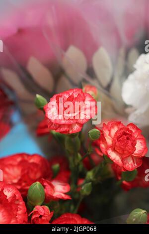 Bellissimi garofani rosa in piena fioritura sotto il sole estivo. Foto Stock