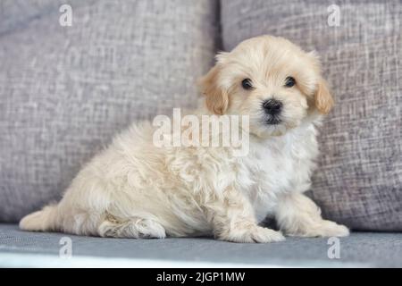 affascinante maltipoo marrone cucciolo guarda la macchina fotografica. Foto Stock