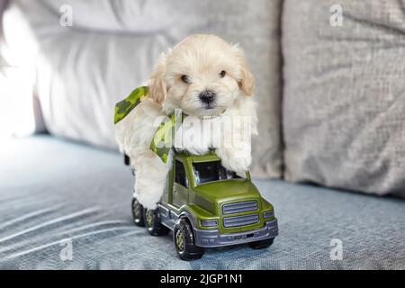 divertente maltipoo marrone cucciolo. seduto sul retro di un camion giocattolo. Foto Stock