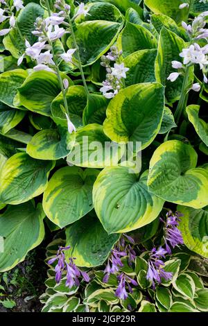 Hosta Fools Gold, Hosta Little Wonder, Hostas, Plantain Lily, foglie, Fiori, bianco blu Foto Stock