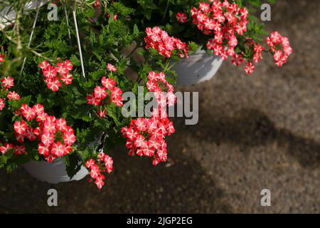 Verbena Hybida o Verbena Hortensis in giardino Foto Stock