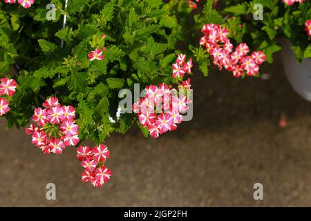 Verbena Hybida o Verbena Hortensis in giardino Foto Stock