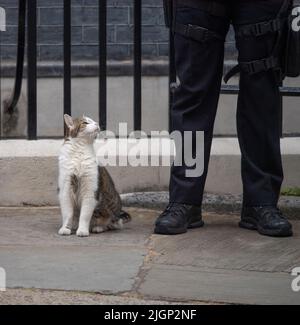 Downing Street, Londra, Regno Unito. 12 luglio 2022. Larry il capo mouser Downing Street del 10 è esaurito dall'attuale ondata di caldo con temperature di metà giornata nel centro di Londra che raggiungono i 30 gradi. Credit: Malcolm Park/Alamy Live News Foto Stock