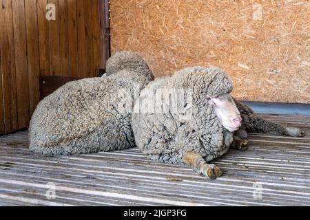 Pecora stabile. Gruppo di ovini animali domestici in fienile allevamento e produzione alimentare. Produzione di lana Foto Stock