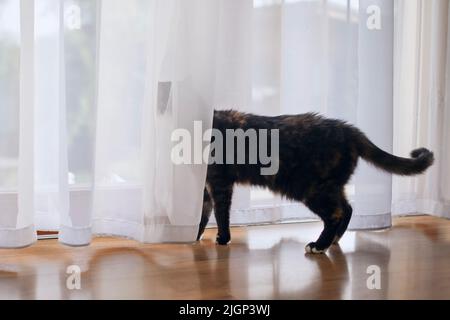 Gatto triste dietro la tenda guardando fuori dalla finestra e in attesa del suo proprietario di animale domestico. Foto Stock