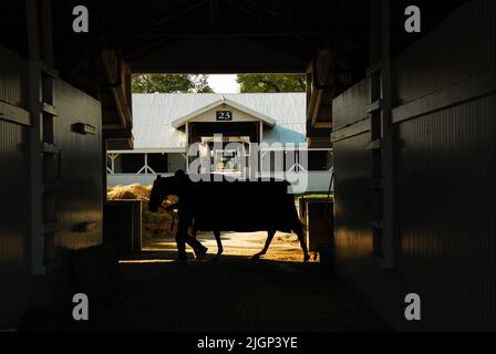 Un allenatore riporta un cavallo di razza purosangue nelle sue scuderie a seguito di una corsa di cavalli al Keeneland Race Track di Lexington, Kentucky Foto Stock