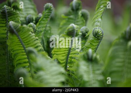 Fern. Foglie arrotolate di un giovane cespuglio di felci nella foresta in primavera Foto Stock