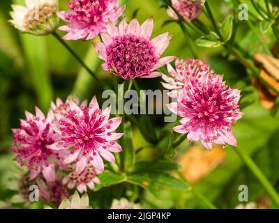 Teste di fiori rosa del magistrale perenne ardito, Astrantia Major 'Roma' Foto Stock