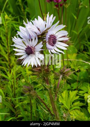 Fiori porpora centrati blu-bianchi del temibile cardo cardo sudafricano perenne, Berkheya purpurea Foto Stock