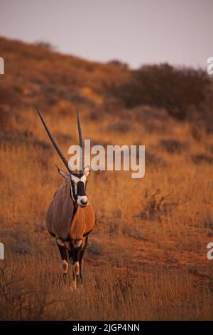 Un Oryx solistico nel Kgalagadi Trans Frontier Park. Sudafrica. Foto Stock