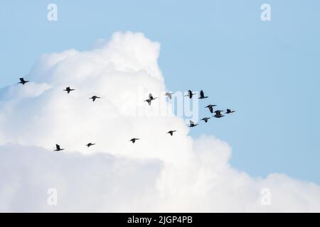 Gregge di grandi cormorani che volano nel cielo durante la migrazione primaverile Foto Stock