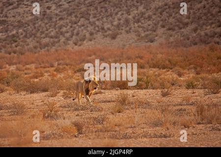 Leone maschio (Panthera leo) che pattuglia il suo territorio nel Parco Nazionale Trans Frontier di Kgalagadi, Africa Meridionale Foto Stock