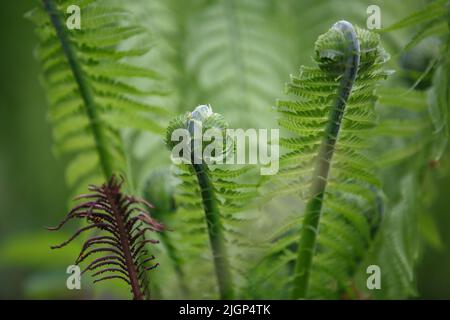 Fern. Foglie arrotolate di una giovane felce nella foresta in primavera Foto Stock