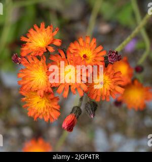 Fiori di alghe arancioni del Regno Unito naturalizzato fiore selvaggio, Pilosella aurantiaca, una fuga perenne hardy da giardini cottage Foto Stock