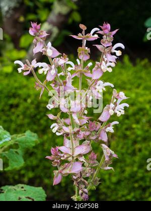 Fiori bianchi e braces rosa della fioritura estiva biennale erbe medicinali Salvia sclarea, salvia salvia salvia salvia Foto Stock