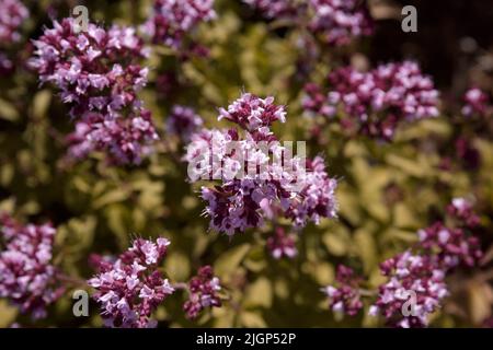 Origano biologico. Cespugli fioriti di origano (Oorganum) nel prato. Fiori di origano vulgare, sfondo naturale Foto Stock