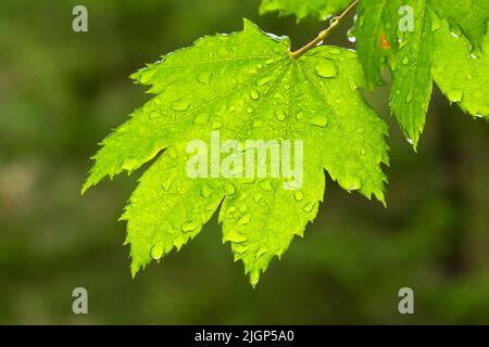 Foglia di acero (Acer circinatum) lungo il Middle Fork National Recreation Trail, Willamette National Forest, Oregon Foto Stock