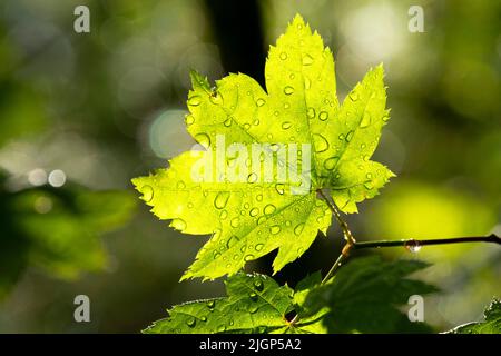 Foglia di acero (Acer circinatum) lungo il Middle Fork National Recreation Trail, Willamette National Forest, Oregon Foto Stock