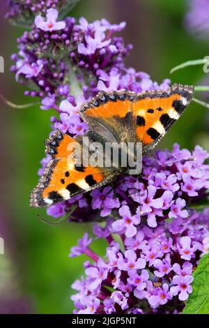 Piccola farfalla di tartaruga su Buddleja davidii Fiore Buddleia, Summer lilac Butterfly Bush Aglais orticae, nettendo le ali della farfalla di Buddleia aperte Foto Stock