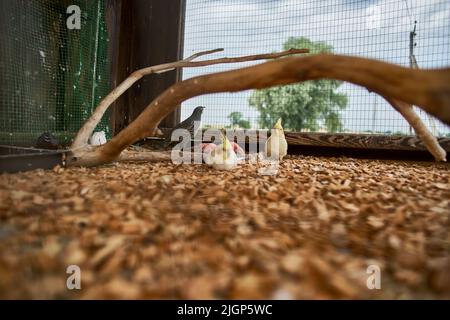 Due belle pappagalli gialli seduti in una gabbia. Uccelli tropicali esotici nello zoo. Foto Stock