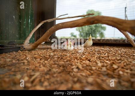 Due belle pappagalli gialli seduti in una gabbia. Uccelli tropicali esotici nello zoo. Foto Stock