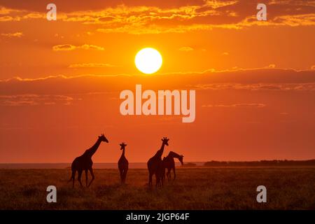 Giraffe che attraversano la padella di sale al tramonto. Parco Nazionale di Etosha, Namibia Foto Stock