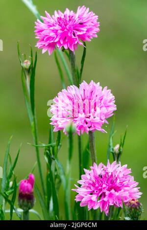 Centaurea rosa, bottoni di bachelors, Centaurea cianus rosa, Cornflower Foto Stock