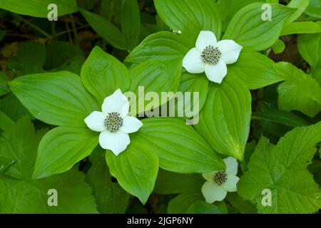 Bunchberry (Cornus canadensis) in fiore lungo l'Erma Bell Lakes Trail, Willamette National Forest, Three Sisters Wilderness, Oregon Foto Stock