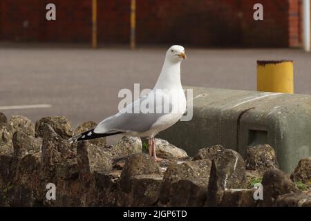 Primo piano di un gabbiano è arroccato su un muro di pietra da un parcheggio a Sidmouth, Devon Foto Stock