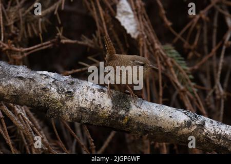 Piccolo wren eurasiatico, troglodytes troglodytes arroccato in un gesso nella foresta boreale estone Foto Stock