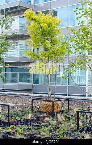Rotterdam (Paesi Bassi), 2 giugno 2022: Piccolo albero che cresce in una grande borsa piena di suolo su un tetto urbano con una facciata residenziale sullo sfondo Foto Stock