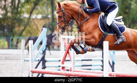 Il giovane cavalcando a cavallo saltando sopra l'ostacolo sul suo percorso di salto spettacolo Foto Stock