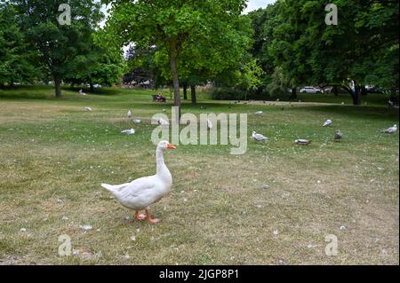 Brighton UK 12th Luglio 2022 - l'influenza di uccello è stata trovata in Queens Park , Brighton dove il consiglio comunale ha messo in su i segni che avvertiscono la gente di non maneggiare alcun uccello ammalato : Simon di accreditamento Dack / Alamy Live News Foto Stock