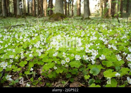 Scatto ad angolo basso di legno comune sorrel, Oxalis acetosella fiore in una tarda serata di primavera nella foresta boreale estone Foto Stock