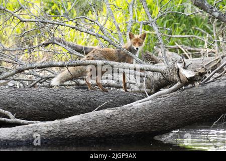 Volpe rossa che attraversa un piccolo fiume su tronchi di alberi caduti Foto Stock