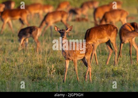 Giovane cervo rosso che cammina sulla prateria con mandria in background Foto Stock