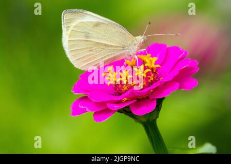 Farfalla su fiore Zinnia elegans, piccola farfalla bianca di cavolo, Pieris rapae farfalla fiore di Zinnia Foto Stock