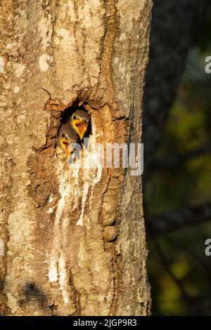 Due giovani starlings comuni che chiedono cibo in un albero Foto Stock