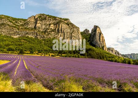 Campo di lavanda in Francia Foto Stock