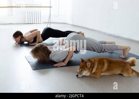 Il cane pratica yoga nella posa della cobra in studio. Le giovani donne meditando con l'animale domestico Foto Stock