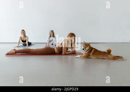 Il cane pratica yoga nella posa della cobra in studio. Le giovani donne meditando con l'animale domestico Foto Stock