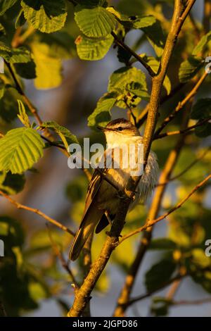 Primo piano di un vecchio guerriero del mondo, lo Swedge Warbler arroccato durante un tramonto in una serata di primavera Foto Stock