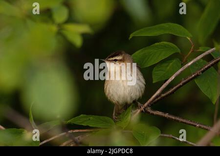 Primo piano di un vecchio guerriero del mondo, lo Swedge Warbler arroccato in mezzo a foglie lussureggianti in una serata di primavera Foto Stock