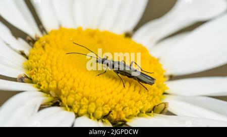 Un macro colpo di uno spesso coleottero di fiori con zampe poggiato su una margherita di osseye. Foto Stock