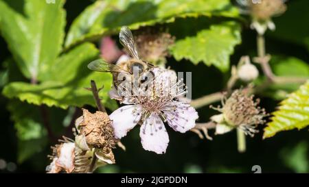 Una macroscia di un'ape di miele che raccoglie il polline da una fioritura di cespugli di bramble. Foto Stock