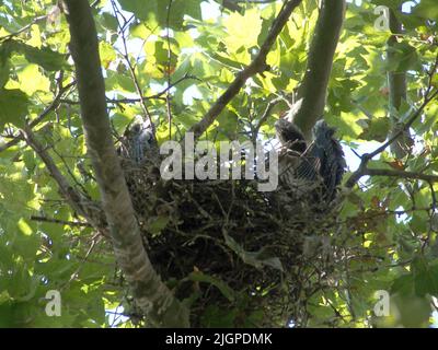 Luglio 12, 2022, New York, New York, Stati Uniti d'America: Luglio 10 2022 NEW YORK .Juvenile YellowCrowned Night Herons su un ramo vicino a lì nidi (Credit Image: © Bruce Cotler/ZUMA Press Wire) Foto Stock