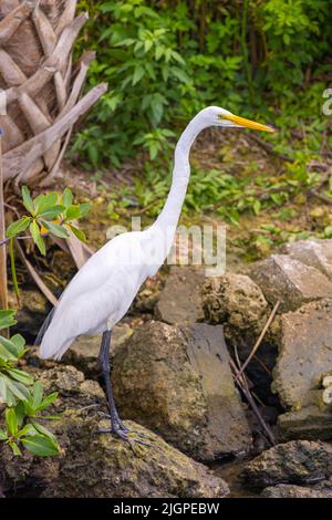 Ampio colpo di un grande Egret (ardea alba) a caccia di pesce lungo una riva del fiume. Foto Stock